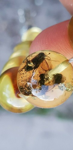 Natur amber bernstein - natur,
