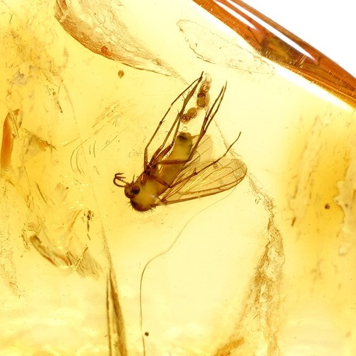 Naturbernstein mit mücke - mit,